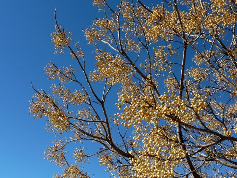 Most Poisonous Plants in the World